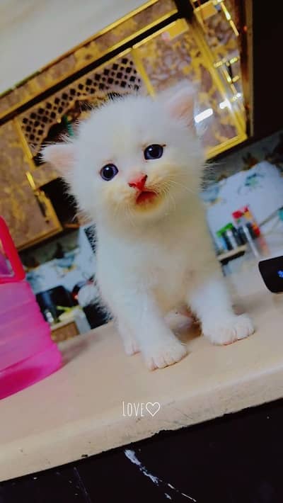 Persian kitten for sale