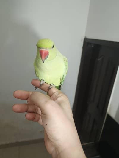 male parrot