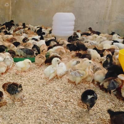 Golden Misre Chicks For Sale