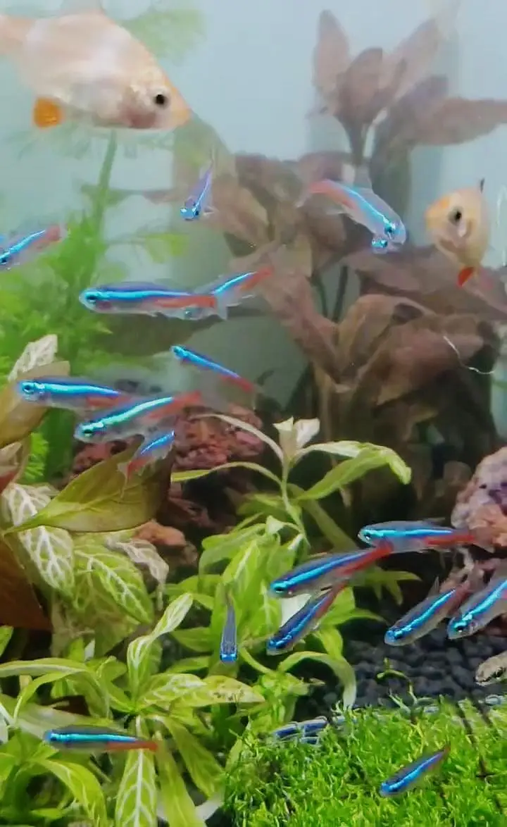 Betta,Tetra,Barb,Guppy,Algae Eater,Shrimps — photo 3