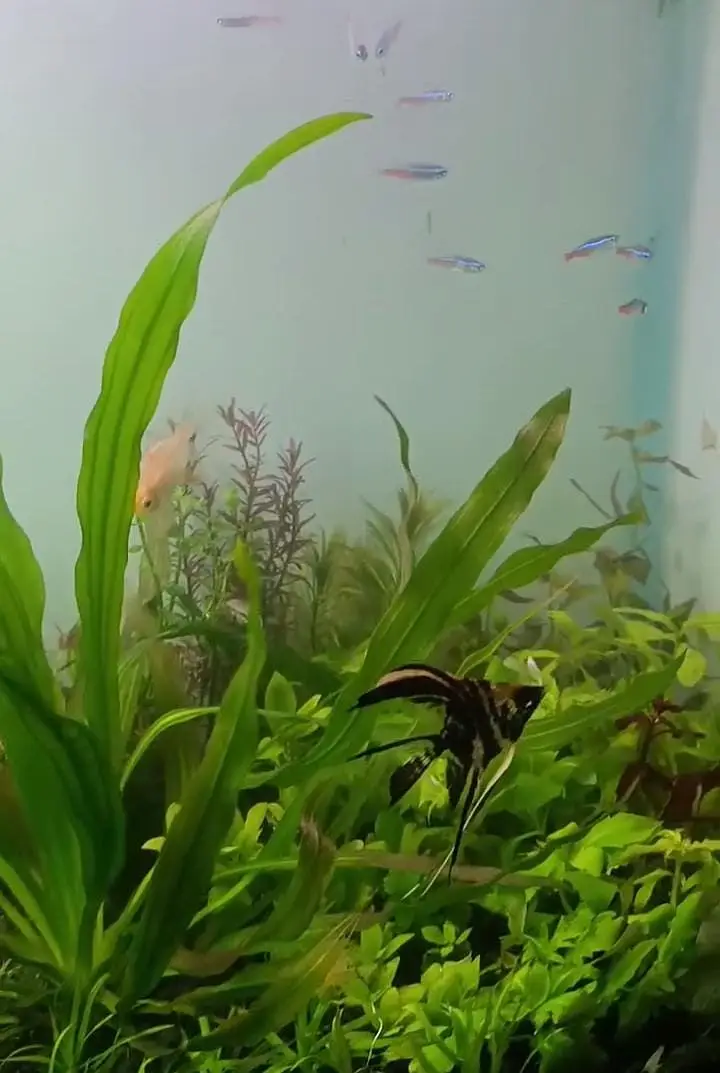 Betta,Tetra,Barb,Guppy,Algae Eater,Shrimps — photo 4