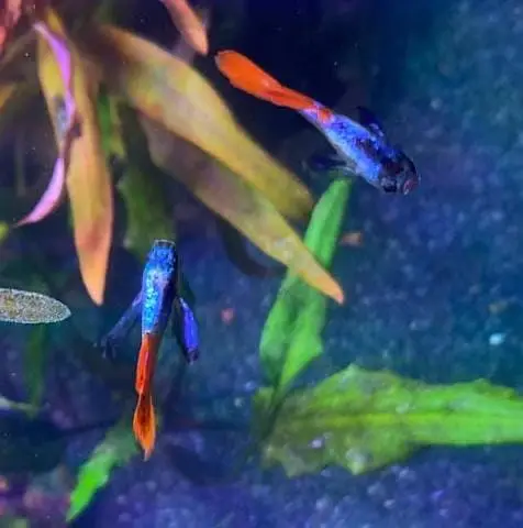Betta,Tetra,Barb,Guppy,Algae Eater,Shrimps — photo 5
