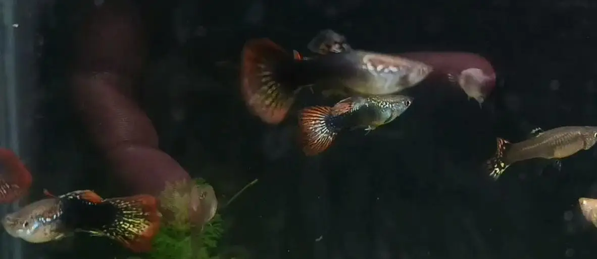 Betta,Tetra,Barb,Guppy,Algae Eater,Shrimps — photo 6