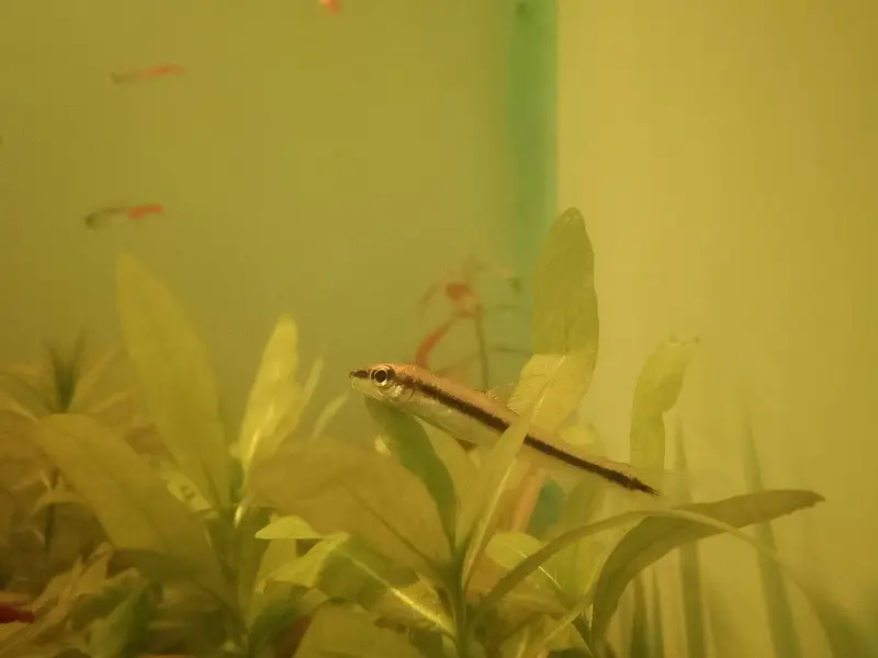 Betta,Tetra,Barb,Guppy,Algae Eater,Shrimps — photo 7