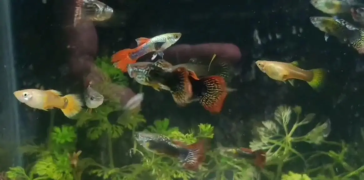 Betta,Tetra,Barb,Guppy,Algae Eater,Shrimps — photo 8