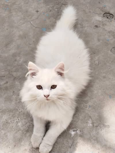 White cat male available for cross