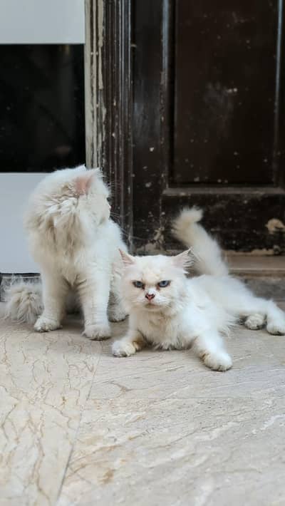 Pair of White Persian Cats Double Coted
