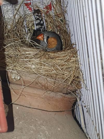 Finch breader male