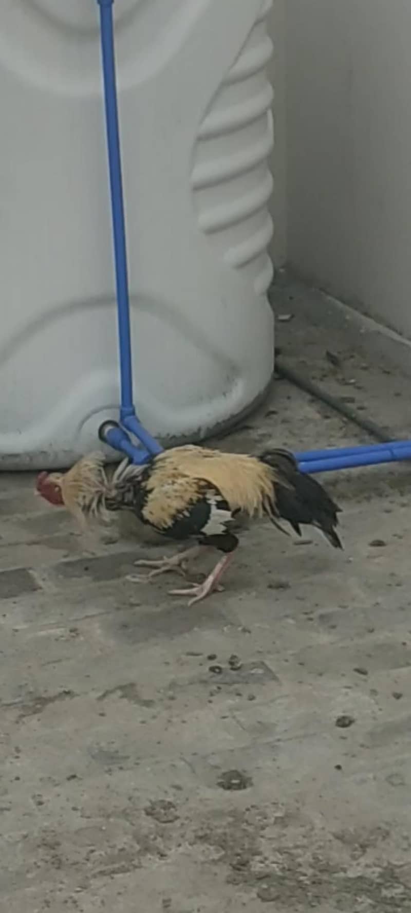 سب براے فروخت 0
