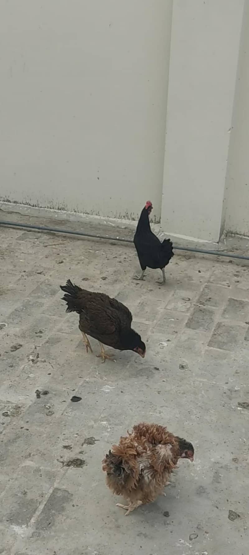 سب براے فروخت 1