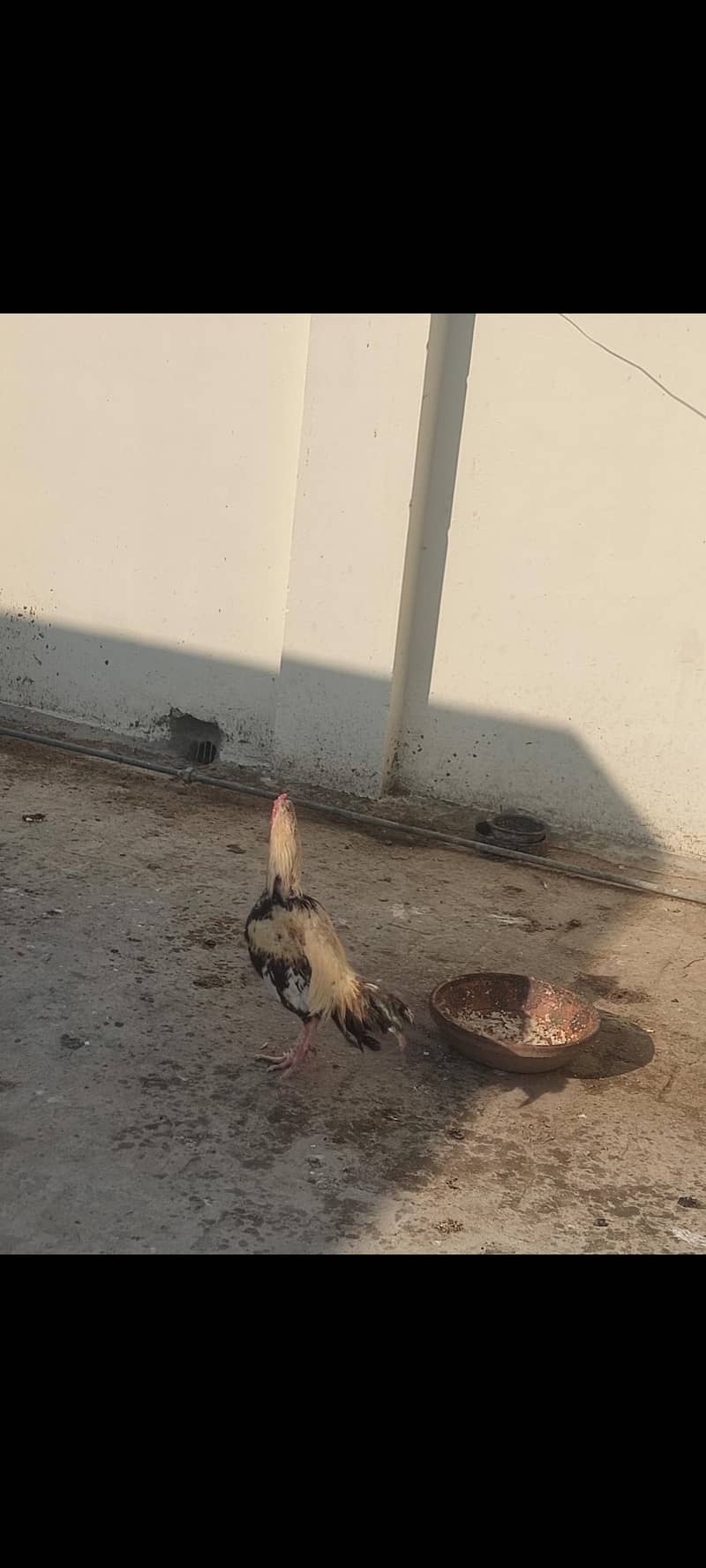 سب براے فروخت 3