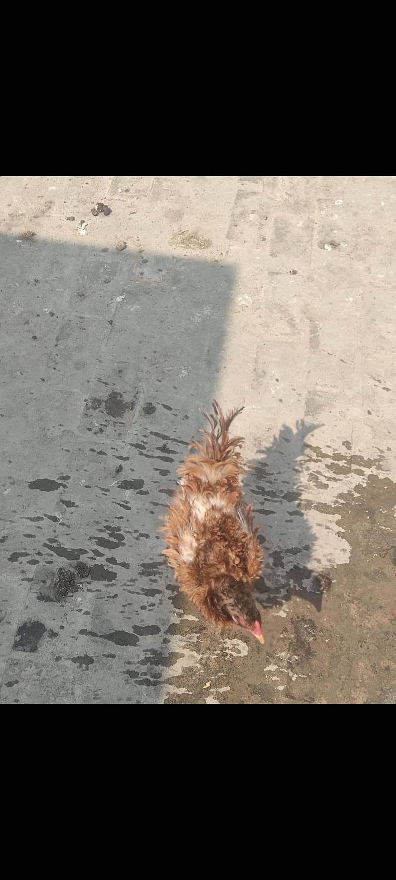 سب براے فروخت 4