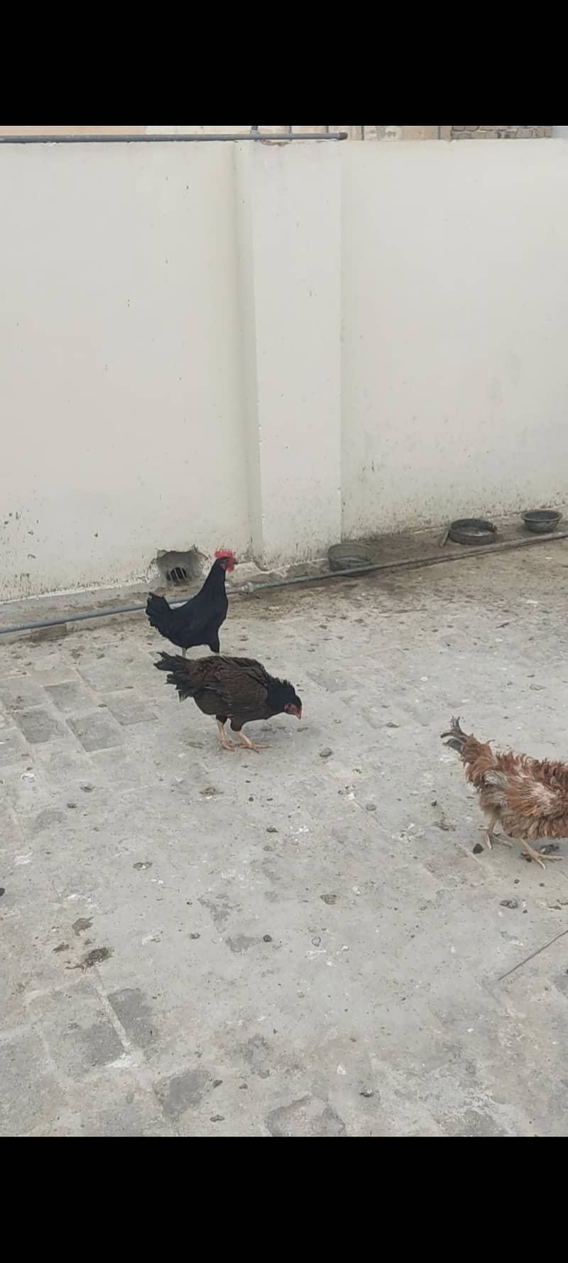 سب براے فروخت 5