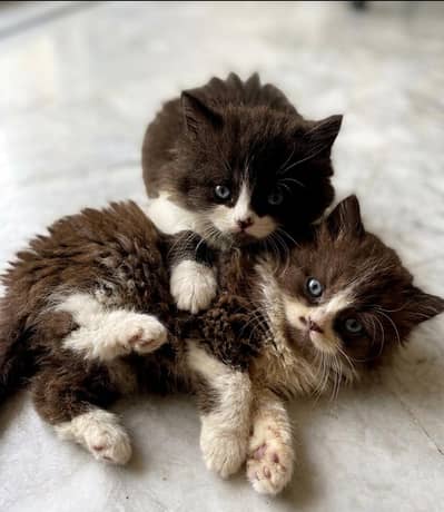 Persian triple coat kittens for sale