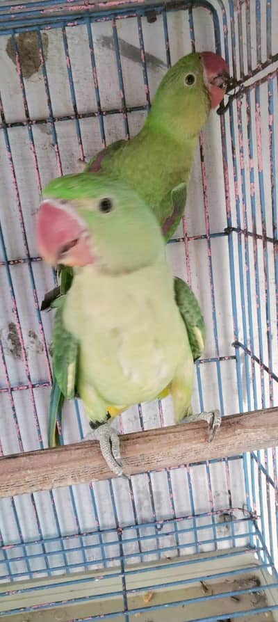 raw parrot chicks pair for sale