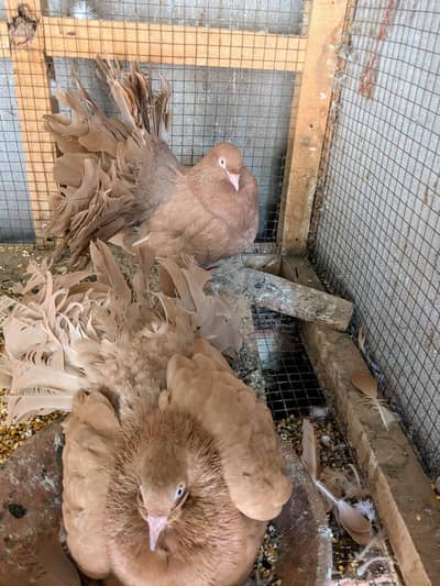 Yellow Fantail Breeder pair