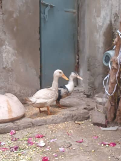 ducs available healthy and active