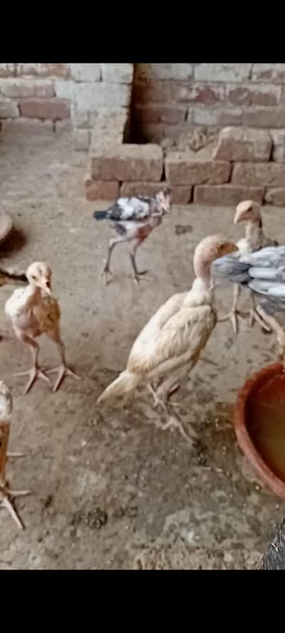 aseel chicks