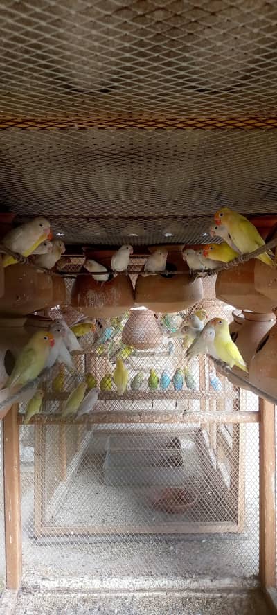 birds setup for sale