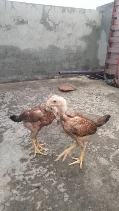 aseel mianwali chick's