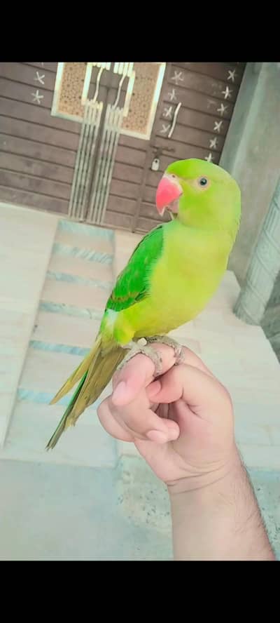 Raw parrot  beautiful love hand train  any one interested to buy