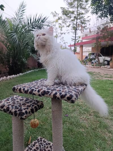 American Persian Punch face triple coat cat Including all accessories
