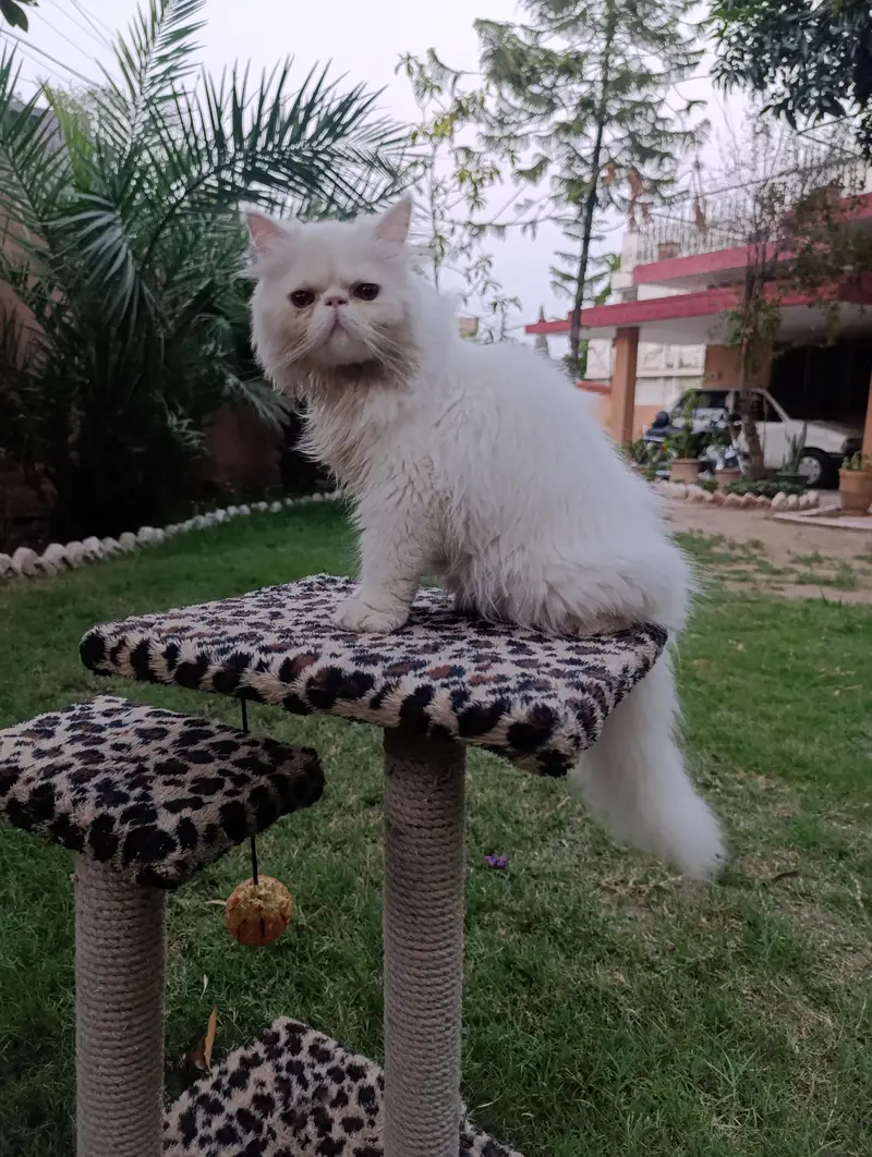 American Persian Punch face triple coat cat Including all accessories — photo 2