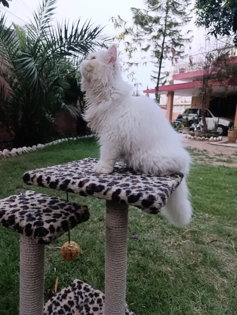 American Persian Punch face triple coat cat Including all accessories — photo 3