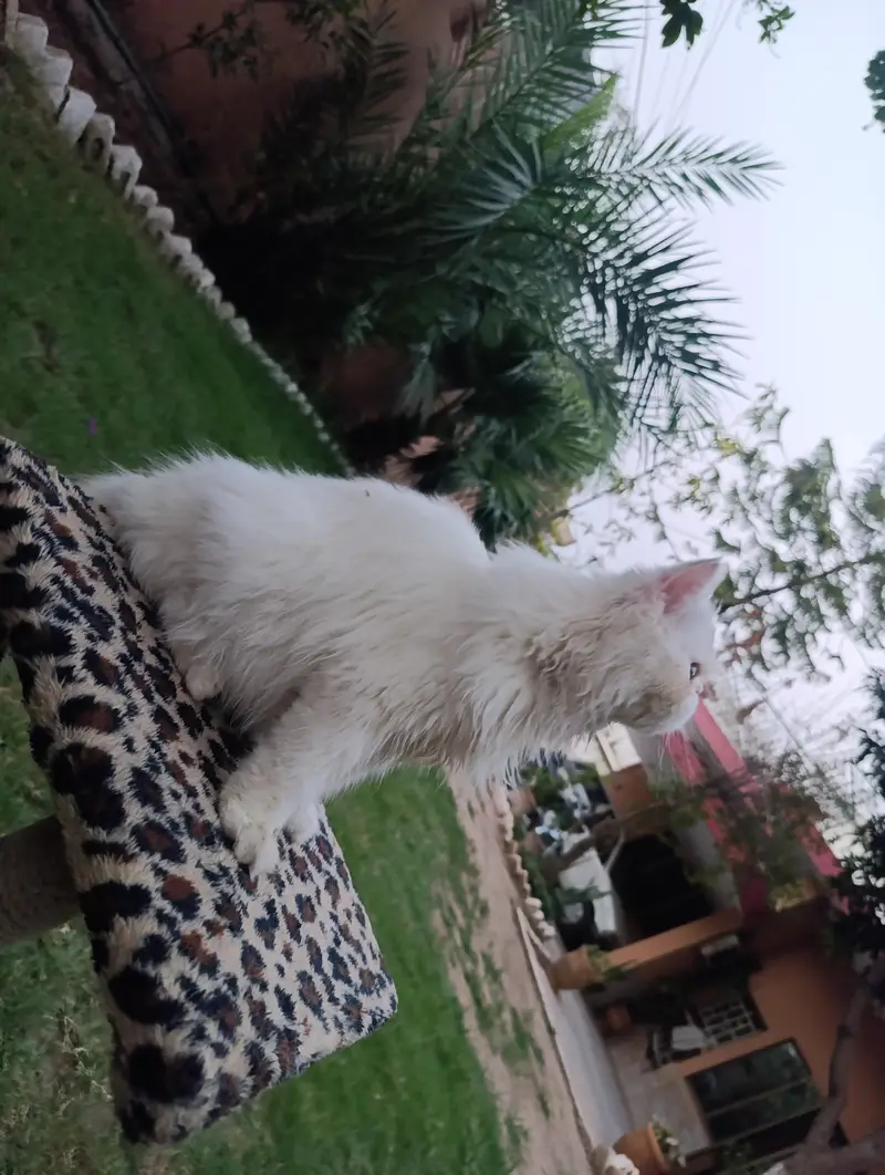 American Persian Punch face triple coat cat Including all accessories — photo 4