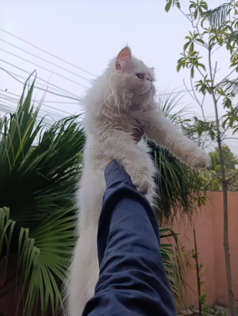 American Persian Punch face triple coat cat Including all accessories — photo 5