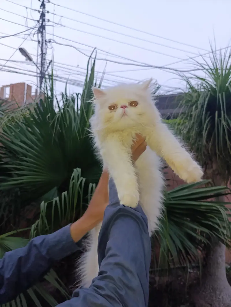 American Persian Punch face triple coat cat Including all accessories — photo 6