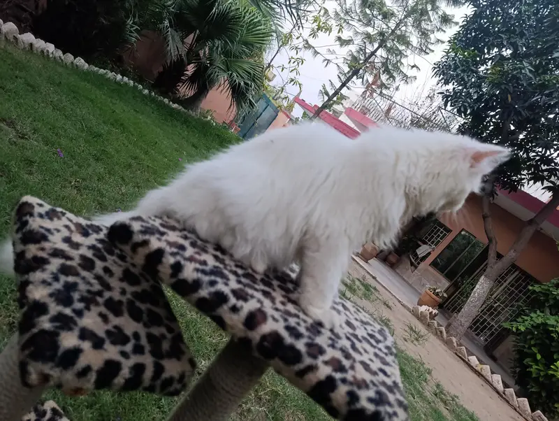 American Persian Punch face triple coat cat Including all accessories — photo 7