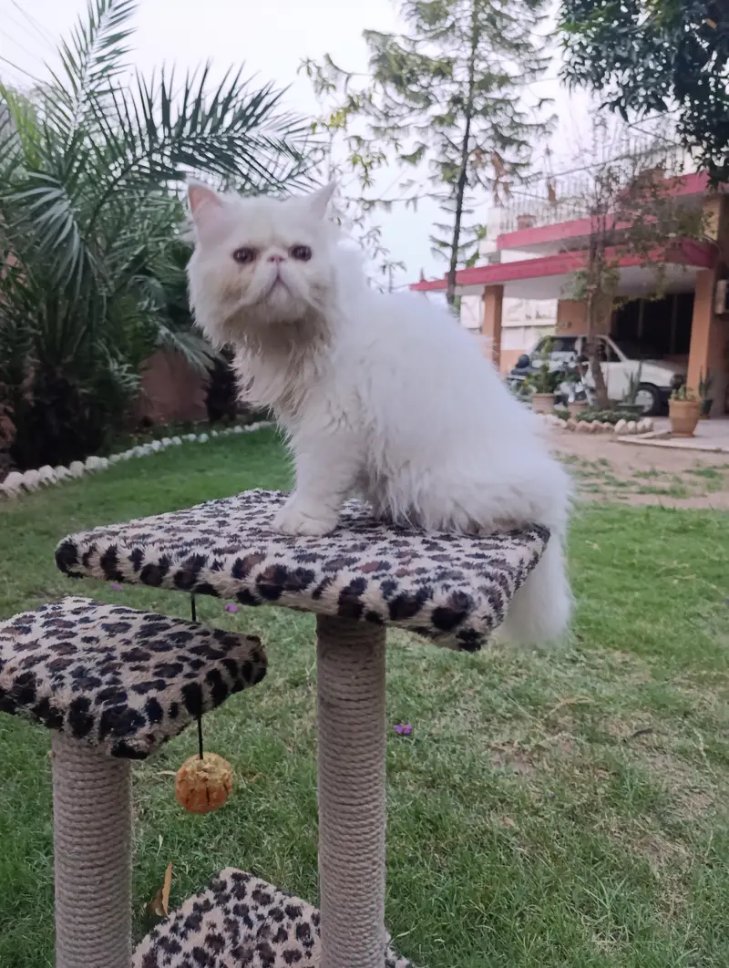 American Persian Punch face triple coat cat Including all accessories — photo 8