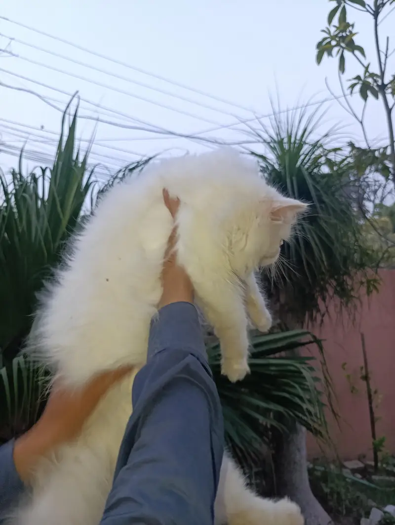 American Persian Punch face triple coat cat Including all accessories — photo 9