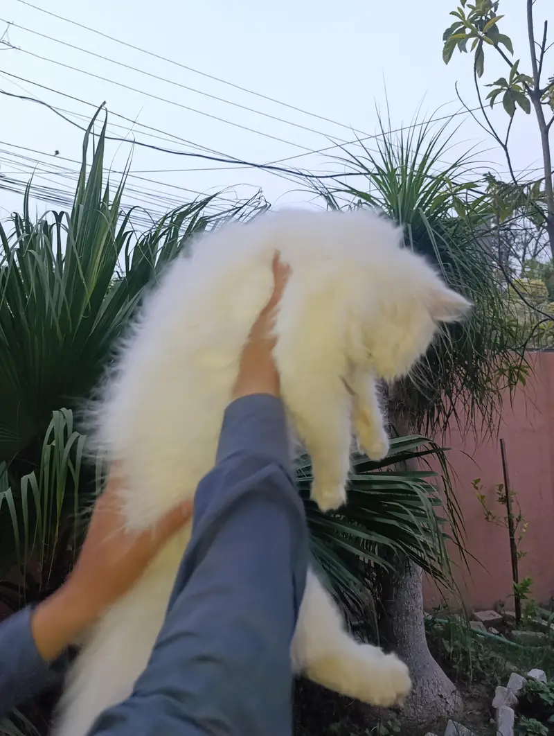 American Persian Punch face triple coat cat Including all accessories — photo 10