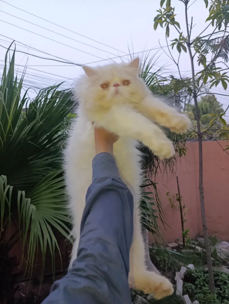 American Persian Punch face triple coat cat Including all accessories — photo 11