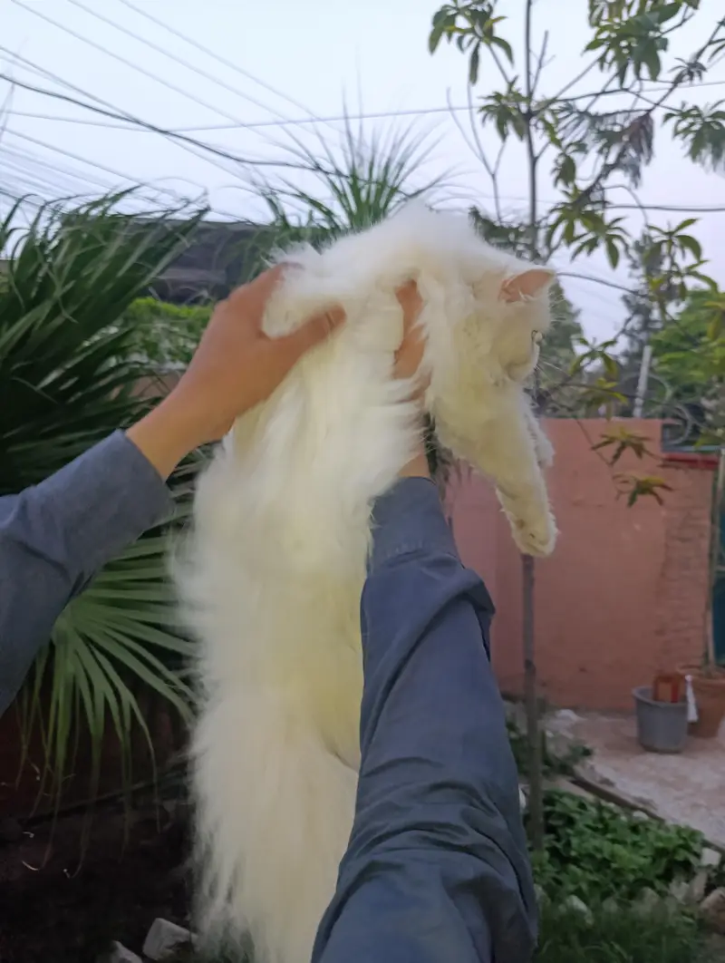 American Persian Punch face triple coat cat Including all accessories — photo 12