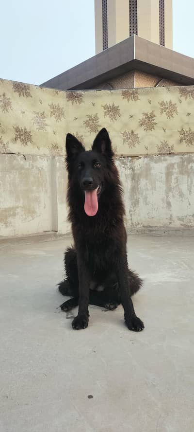 Female for Sale