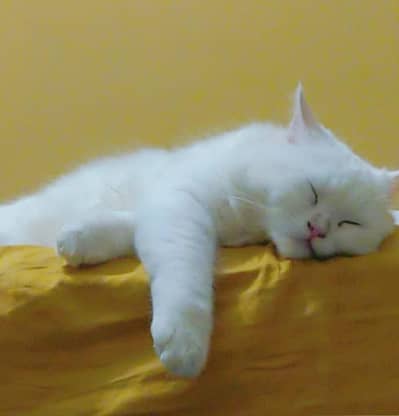 Persian Cat