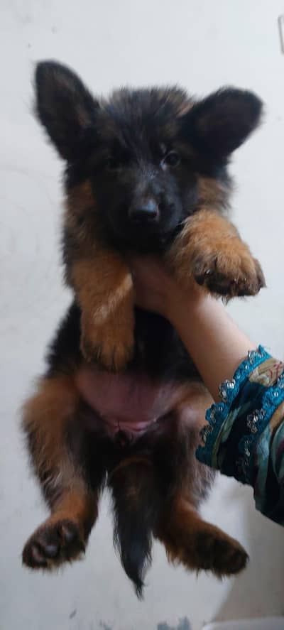pink pedigree long hair female