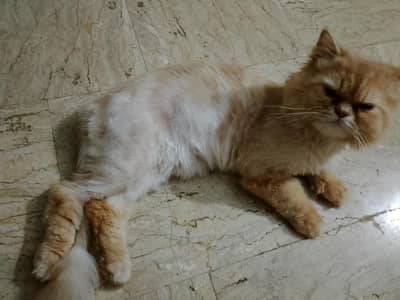 triple coat male Persian