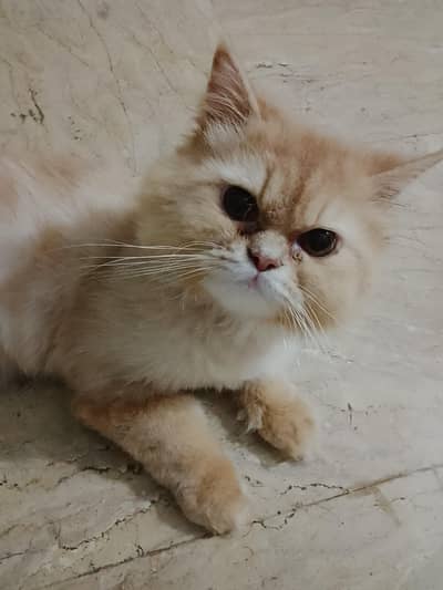triple coat male Persian