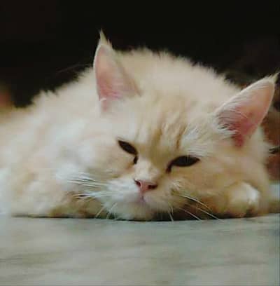 Persian Cat
