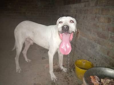 bully dog
