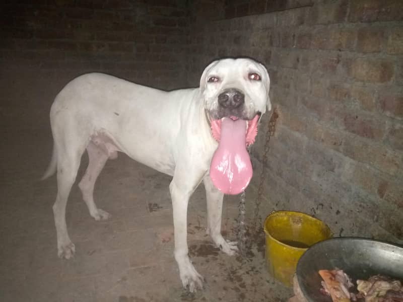 bully dog 0