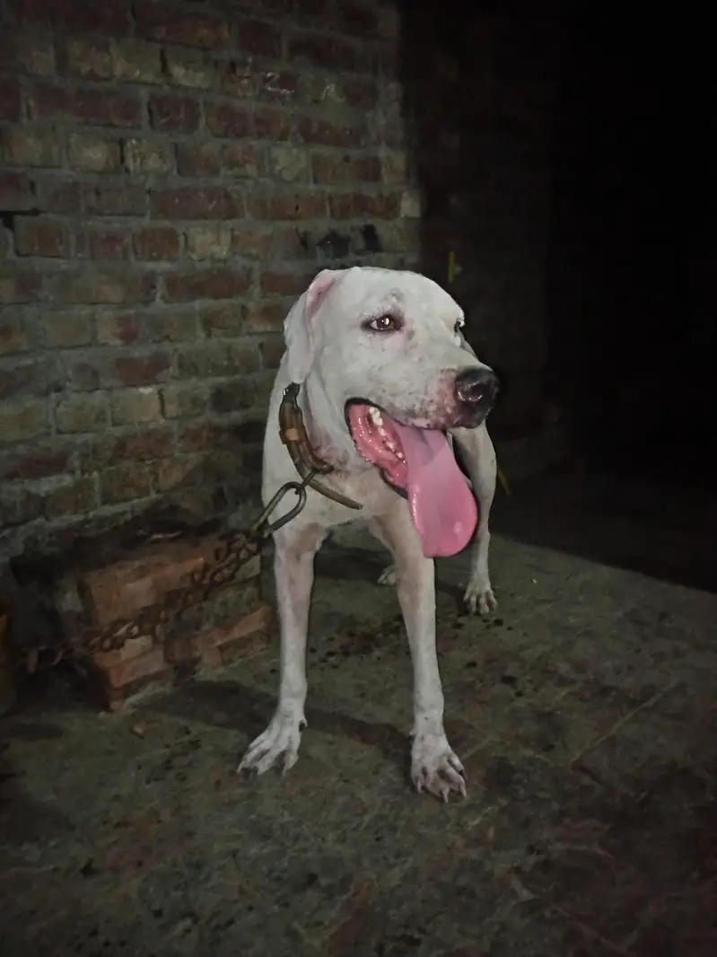 bully dog — photo 2