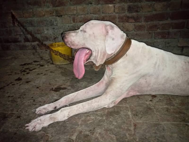 bully dog 2