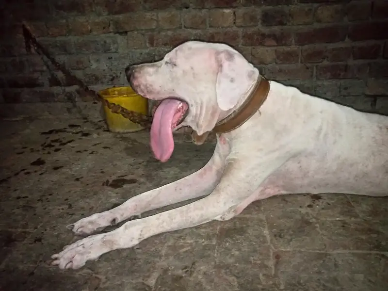 bully dog — photo 3