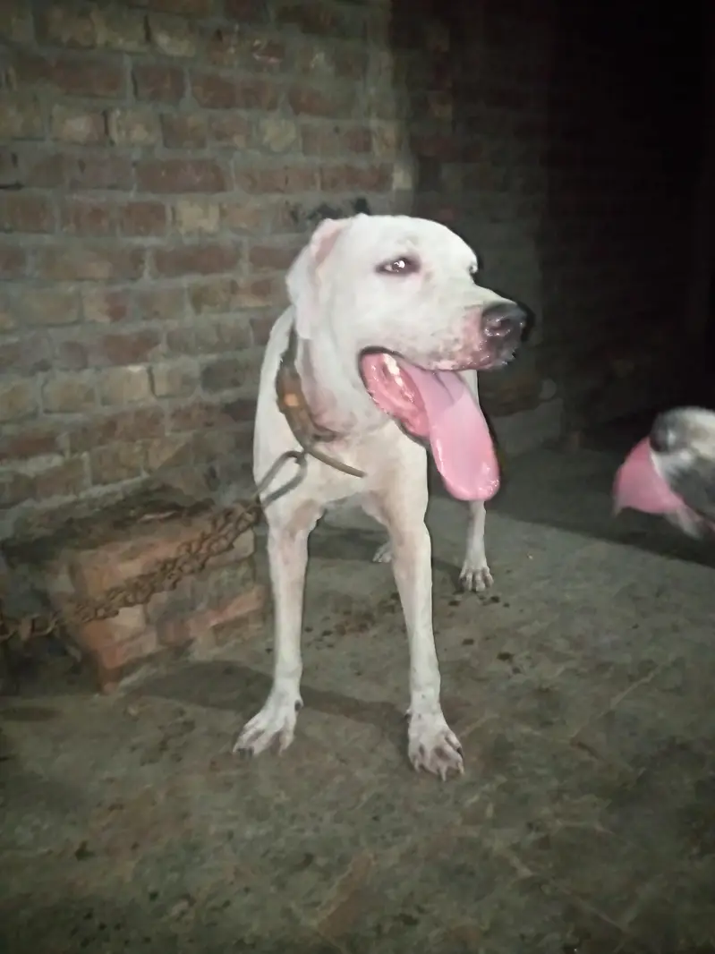bully dog — photo 4