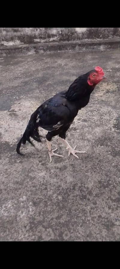 Mushka patha age 12 month Sath 2 pathiya 3no home breed ha rate final.